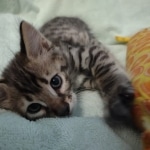 F-4SBT Brown Spotted boy Savannah DOB 7-8-21