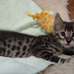 F-4SBT Brown Spotted boy Savannah DOB 7-8-21