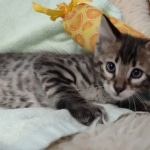 F-4SBT Brown Spotted boy Savannah DOB 7-8-21