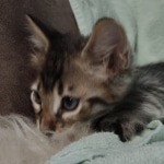 F-4SBT Brown Spotted boy Savannah DOB 7-8-21