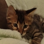 F-4SBT Brown Spotted boy Savannah DOB 7-8-21