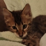 F-4SBT Brown Spotted boy Savannah DOB 7-8-21