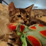 F-4SBT Brown Spotted boy Savannah DOB 7-8-21