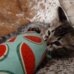 F-4SBT Brown Spotted boy Savannah DOB 7-8-21