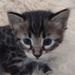 F-4SBT Brown Spotted boy Savannah DOB 7-8-21