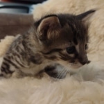 F-4SBT Brown Spotted boy Savannah DOB 7-8-21