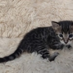 F-4SBT Brown Spotted boy Savannah DOB 7-8-21