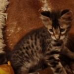 F-4SBT Brown Spotted boy Savannah DOB 7-8-21