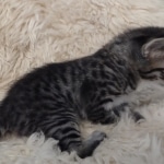 F-4SBT Brown Spotted boy Savannah DOB 7-8-21