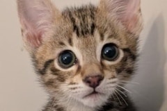 Savannah F-4SBT Male Kitten #2 DOB 10-27-25