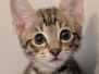 Savannah F-4SBT Male Kitten #2 DOB 10-27-25