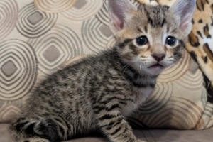 Savannah F-4SBT Male Kitten #2 DOB 10-27-25