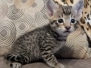 Savannah F-4SBT Male Kitten #2 DOB 10-27-25