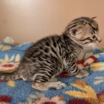 F-4SBT-Male-Kitten-