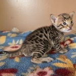 F-4SBT-Male-Kitten-a