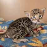 F-4SBT-Male-Kitten-b