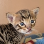 F-4SBT-Male-Kitten-d