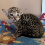 F-4SBT-Male-Kitten-e