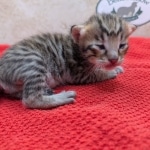 F-4SBT-Savannah-Kitten-a