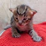 F-4SBT-Savannah-Kitten-b