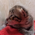 F-4SBT-Savannah-Kitten-c