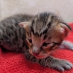 F-4SBT-Savannah-Kitten-d