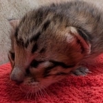 F-4SBT-Savannah-Kitten-e