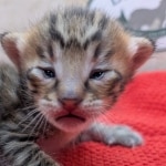 F-4SBT-Savannah-Kitten