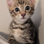 F-4SBT-Savannah-Male-kitten-a