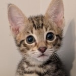 F-4SBT-Savannah-Male-kitten-b