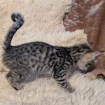 F-4SBT-Savannah-Male-kitten-c