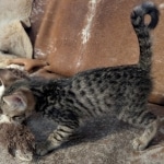 F-4SBT-Savannah-Male-kitten
