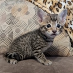 F-4SBt-Male-kitten-w