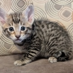 F-4SBt-Male-kitten-x