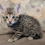 F-4SBt-Male-kitten-y