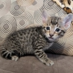 F-4SBt-Male-kitten-z