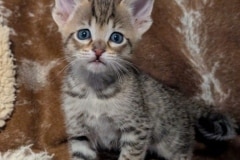 Savannah F-4SBT Male Kitten #2 DOB 11-24-25