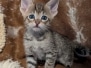 Savannah F-4SBT Male Kitten #2 DOB 11-24-25