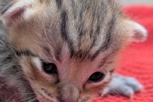 Savannah F-4SBT Male Kitten #2 DOB 11-24-25