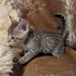 F-4SBT-Male-savnnah-kitten-a