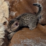 F-4SBT-Male-savnnah-kitten-b