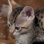 F-4SBT-Male-savnnah-kitten-c