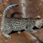 F-4SBT-Male-savnnah-kitten-d