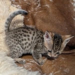F-4SBT-Male-savnnah-kitten-e