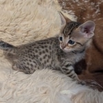 F-4SBT-Male-savnnah-kitten-f