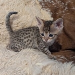 F-4SBT-Male-savnnah-kitten-h