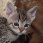 F-4SBT-Male-savnnah-kitten-i