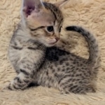 F-4SBT-Male-savnnah-kitten-k