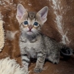 F-4SBT-Male-savnnah-kitten