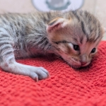 Savannah-Male-Kitten-F-4SBT-a